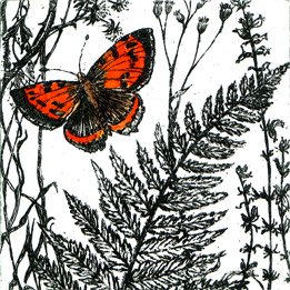 small copper butterfly